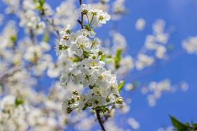 unusually beautiful Spring Tree