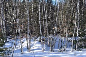 ravishing Birch Trees Snow