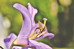 purple Lily Blossom close up