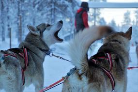 Husky harnessed in a sleigh in Lapland