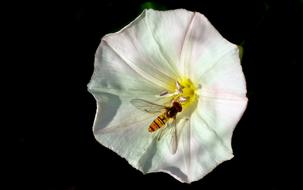 insect with wings on a white clematis bud