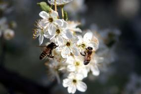 incredibly beautiful Bees Foraging