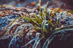 Ice Eiskristalle Winter grass