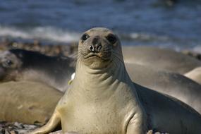 Elephant Seal in front of pod on beach, Portrait