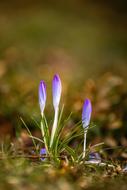 closeup view of ravishing violet Crocus Flowers