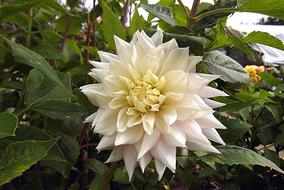 goodly Dalia White Flower