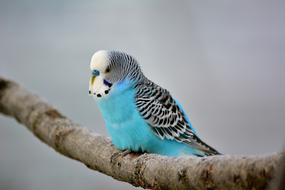 closeup photo of Exotic Budgie bird