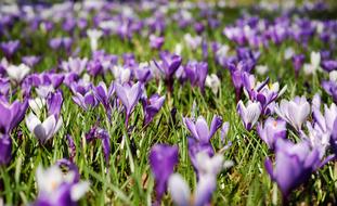 lot of beautiful Crocus Flowers on meadow