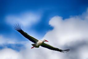 Stork Flying