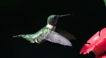 Hummingbird Ruby Throated