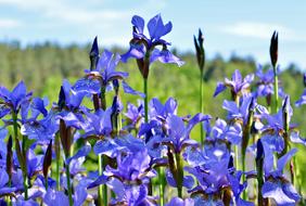 Garden Iris