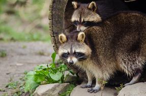 ravishing Raccoon Wildlife Tree