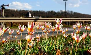 ravishing Spring Flowers Road