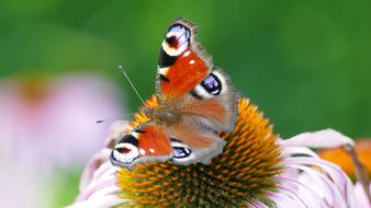 Peacock Butterfly on coneflower macro