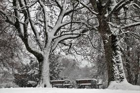 Tree Snow park
