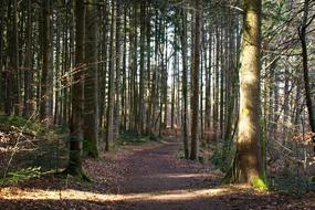 unusually beautiful Spring Forest