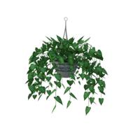 hanging plant leaves