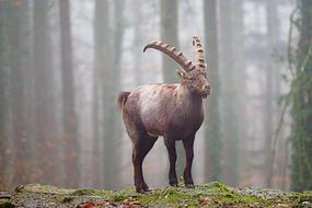 goodly Forest Winter goat
