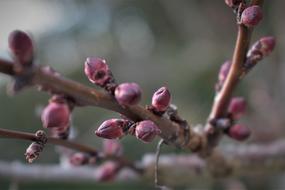 absolutely beautiful Tree Apricots