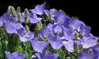 magnificent Blue rozwar Flowers