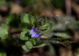 Flower Blue Violet water drops
