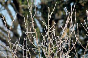 Frost Winter trees