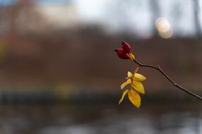 two rosehip berries and yellow leaves on a branch