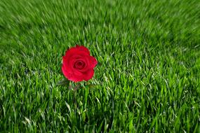 incredibly beautiful Rosa Nature