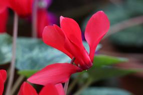extraordinarily beautiful Red Flowers