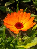 absolutely beautiful orange Flowers