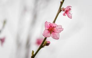 pink buds on a peach tree branch against the sky