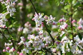 impressively beautiful Blossom Tree