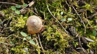 extraordinarily beautiful Shell Background