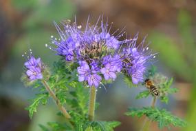 extraordinarily beautiful Bloom Bee