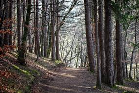 hiking path through Spring Forest