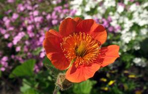 magnificent Red poppy