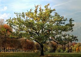 big green tree in the meadow in autumn
