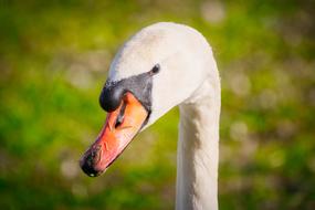 beautiful Swan Head Portrait