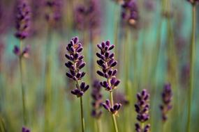 Lavender Violet Nature flowers