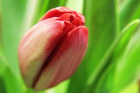 extraordinarily beautiful Tulips Green Flower