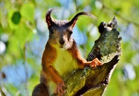 red Squirrel on dry tree looking straight
