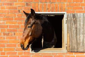 horse head in the window of a brick building