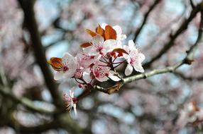 Beautiful and colorful flowers on the branch in spring