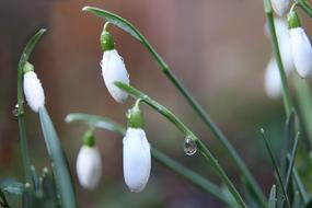 snowdrops in drops of water close-up on a blurred background