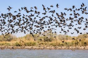 incredibly beautiful Wildlife Bird