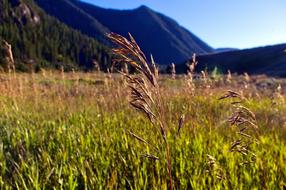 Grasses In Madison Canyon
