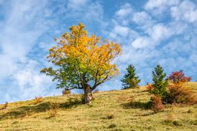 wonderful Tree Fall Color