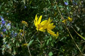 yellow flower at greenery, usa, wyoming, grand teton national park