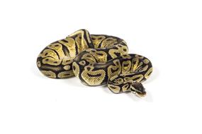 Snake Reptile gold