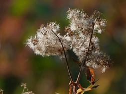 absolutely beautiful Seeds